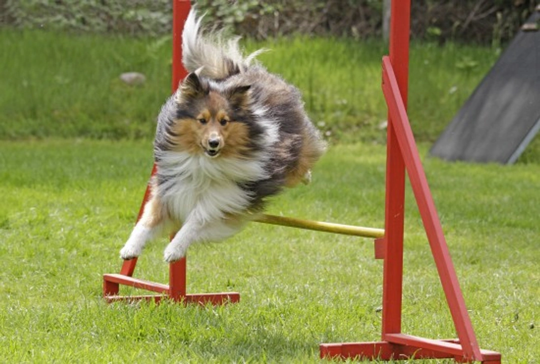 Dog agility FAQs: Beginner’s guide to canine agility training