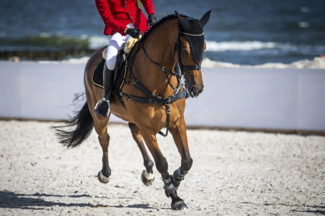 Tokyo 2020 Olympics: Ensuring Horse Welfare in Heat