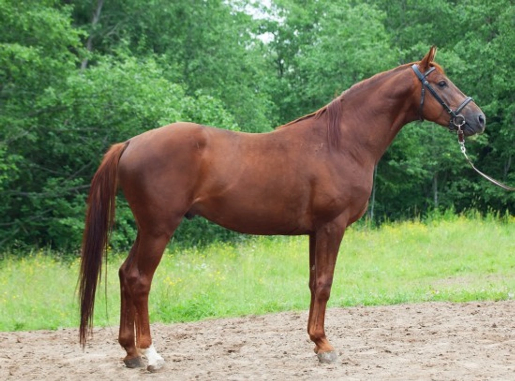 The Modern World of Horse Buying: A Complete Guide