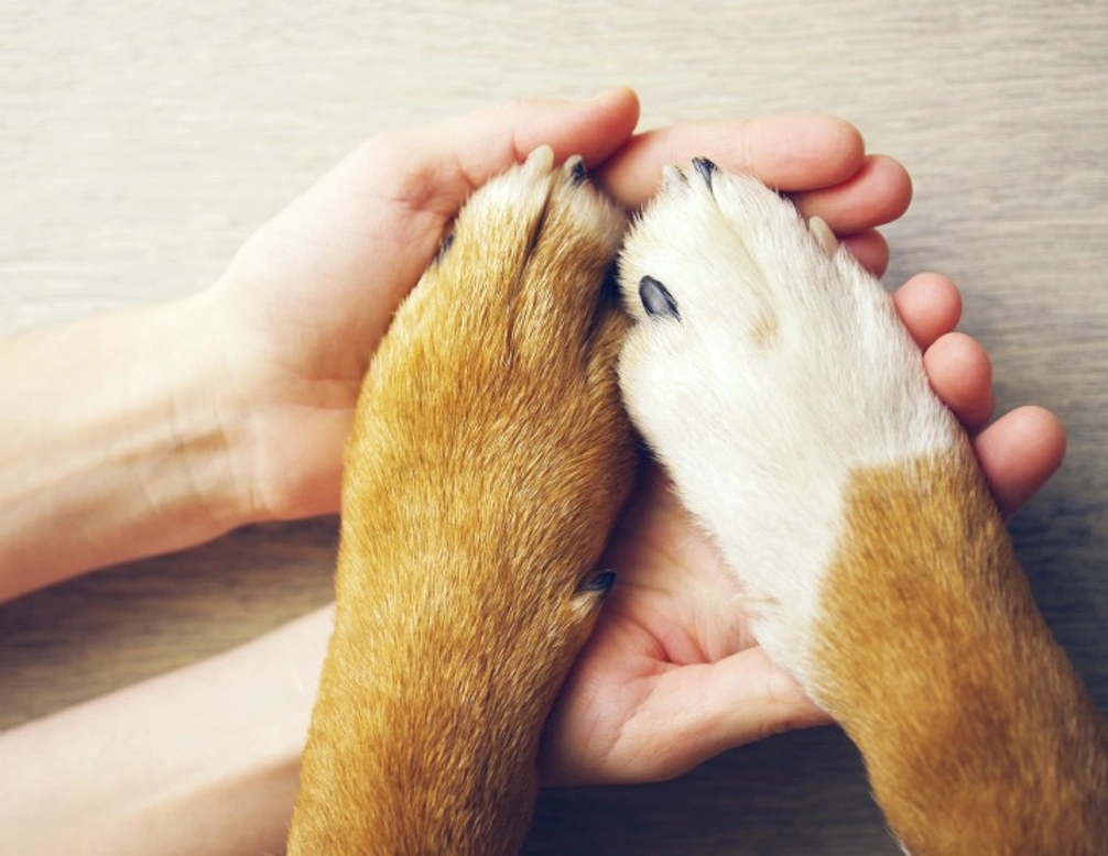 Why Do Some Dogs Hate Having Their Paws Touched?