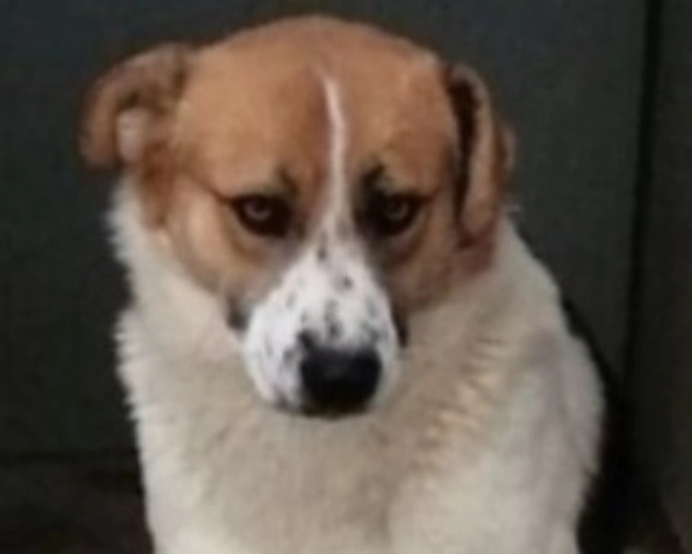 Adozioni cani: la storia di Gerry, timido cucciolone