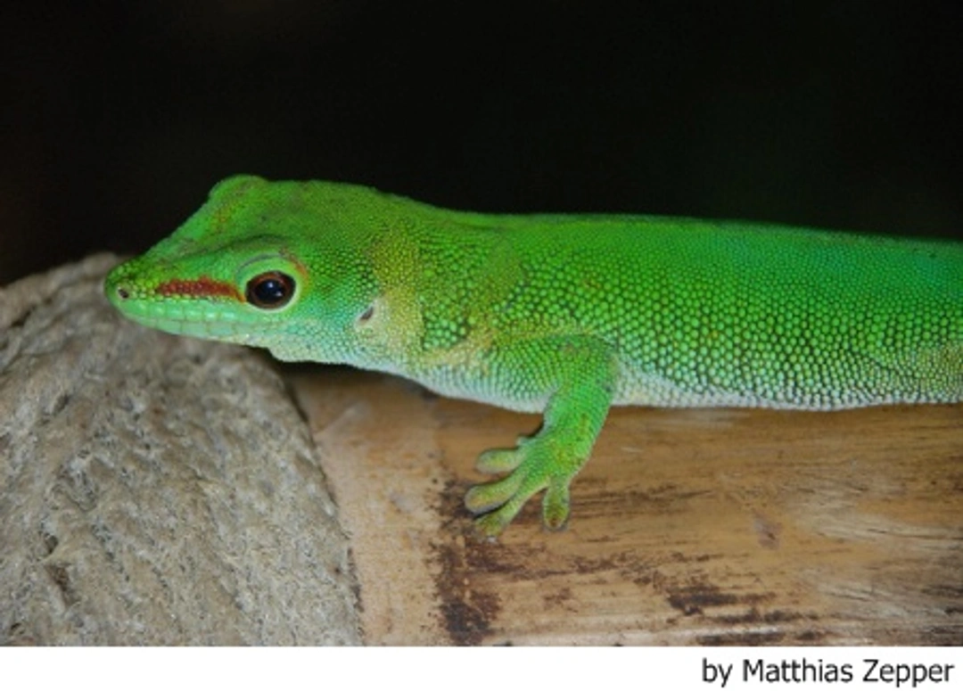 La alimentación de los gecos diurnos