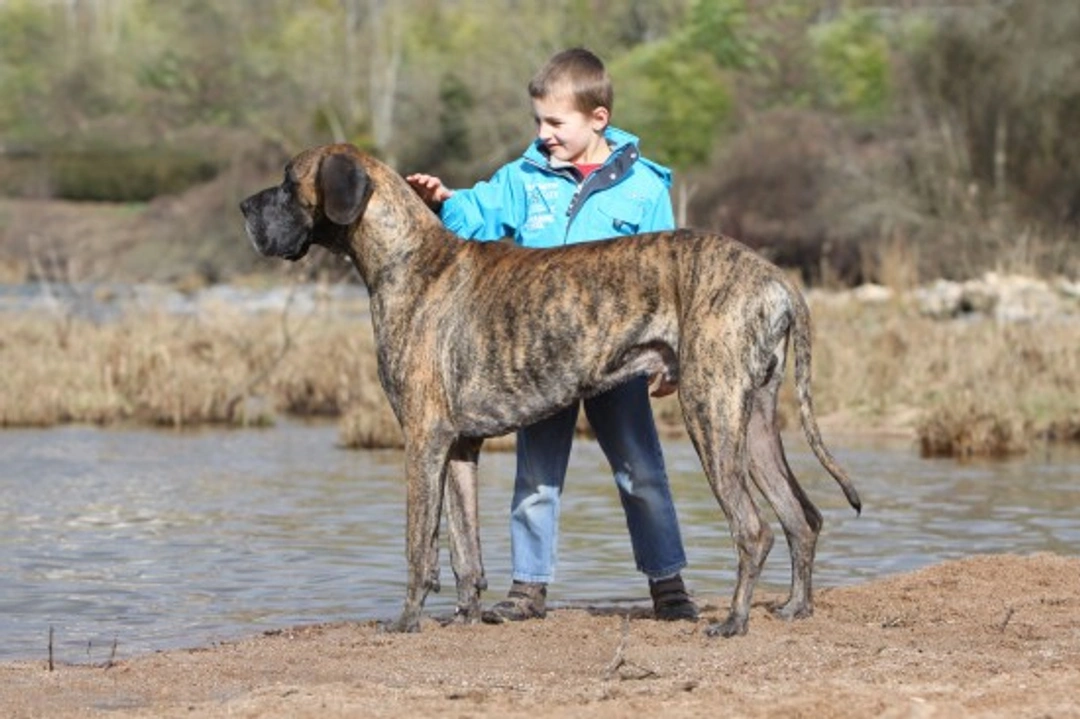 Stopping Larger Dogs from Jumping Up: Top 7 Proven Tips