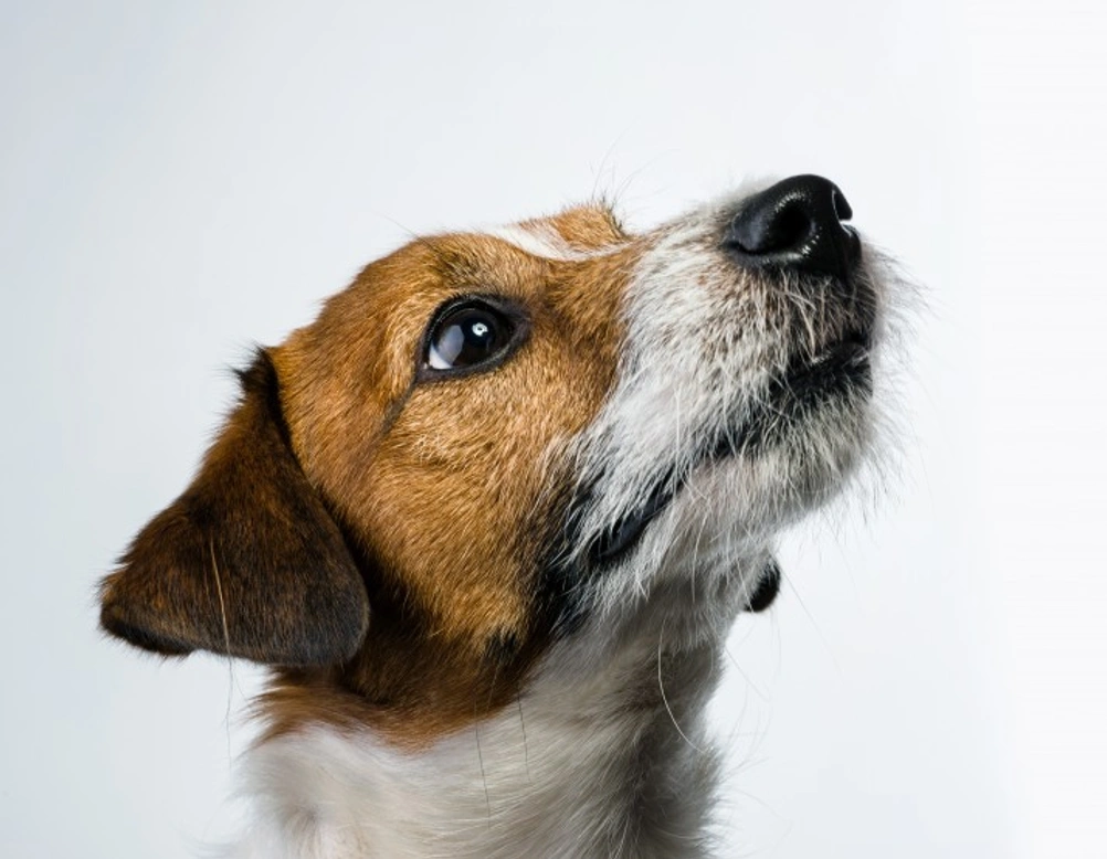 Can Your Dog Tell If You’re Tipsy? Understanding Their Sensitivity