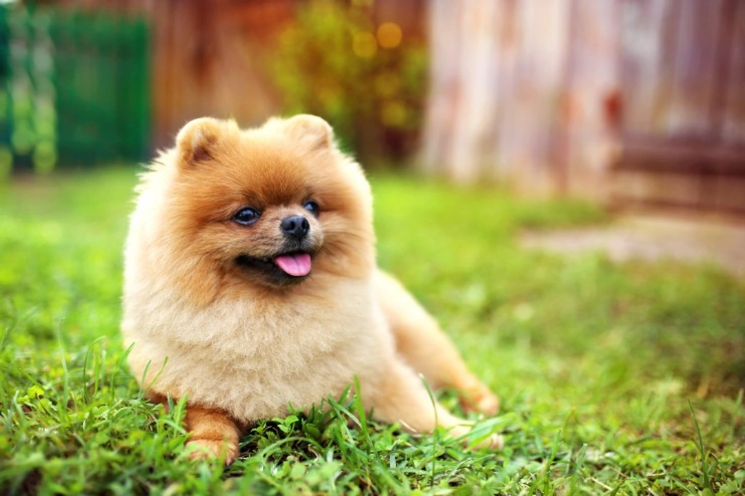 Top 6 Health Concerns in Pomeranians and How to Prevent Them