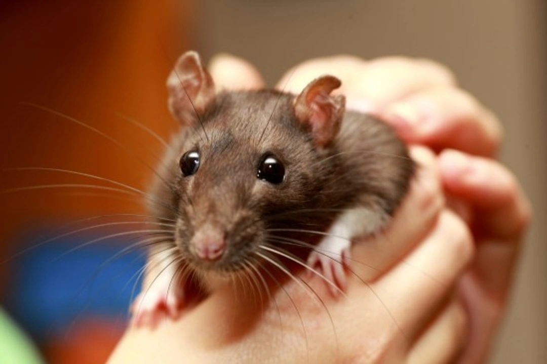 Reasons Why Pet Rats Sometimes Bite: Causes and Solutions