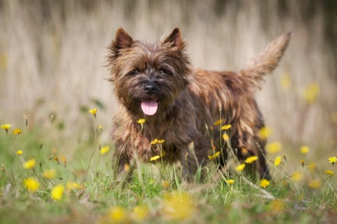 Grooming Tips for a Cairn Terrier Puppy: Complete Care Guide