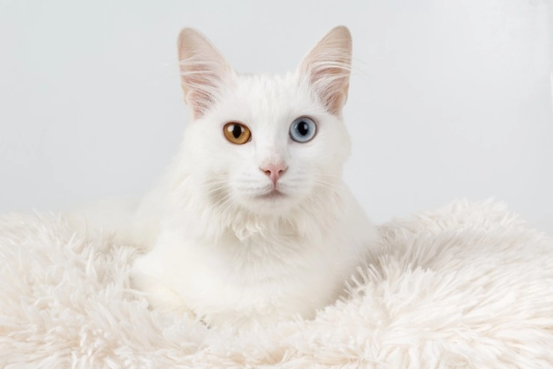 Why Are Some White Cats Deaf? Genetics & Hearing Explained