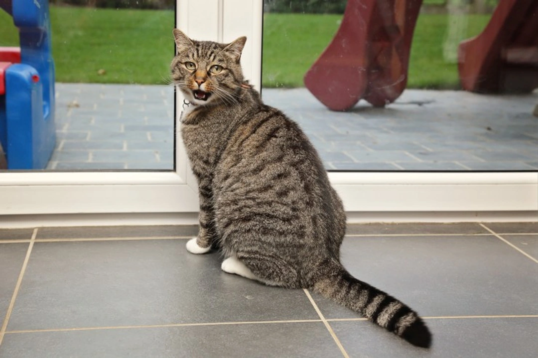 Indoor vs Outdoor Cats: Objective Comparison for UK Owners