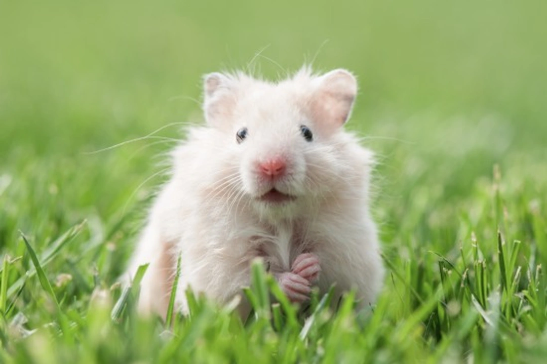 Recognising Cancers and Tumours in Hamsters: Early Signs & Treatment