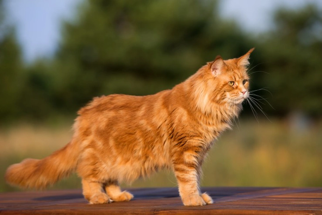The Different Types of Fur Cats Have Explained