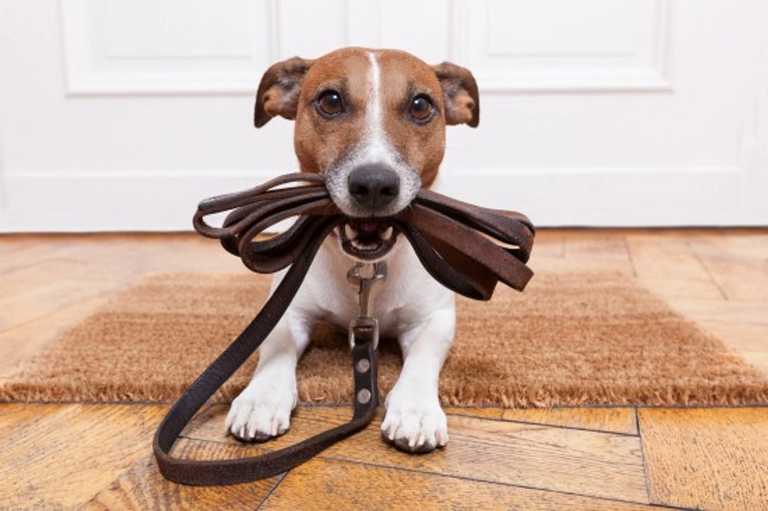 Ensuring Your Dog Gets Everything They Need on Walks