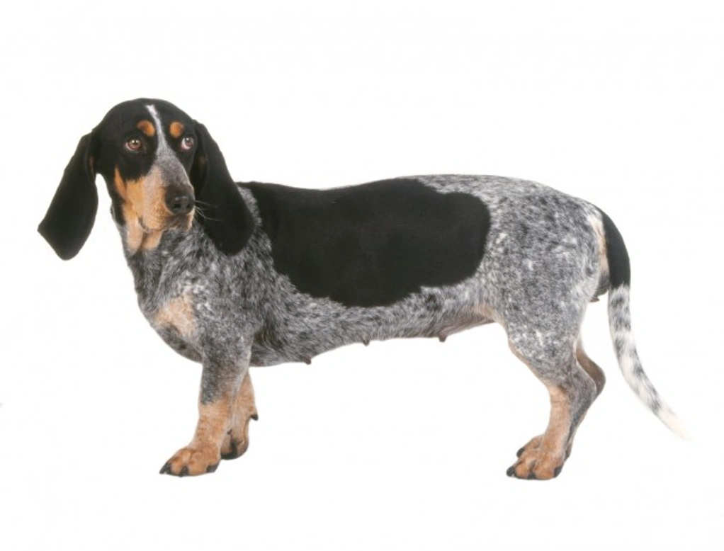 3 Rare French Dog Breeds with Ticked and Spotted Coats
