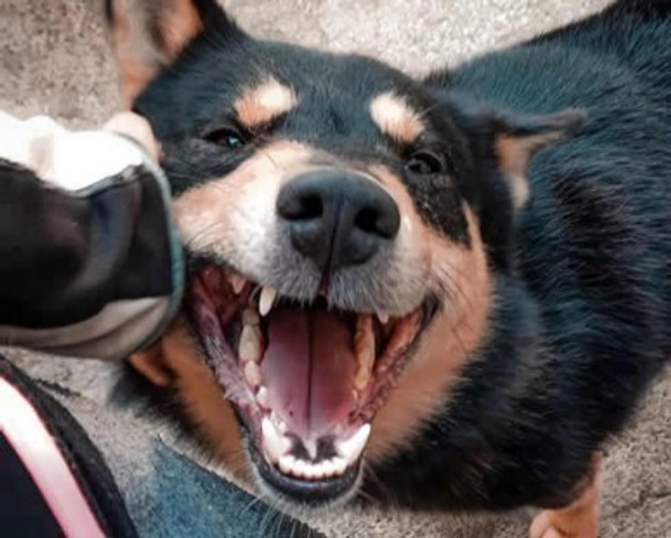 La socialità e i rapporti del Lapinporokoira