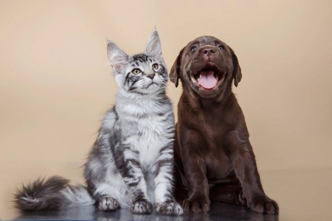 5 Key Differences Between Dogs and Cats You Should Know