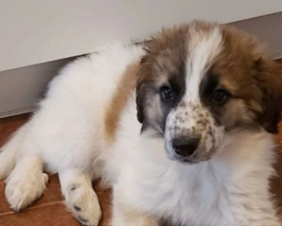 Adozioni cani: la storia di Gisella e Gelsomina, simpatica coppia