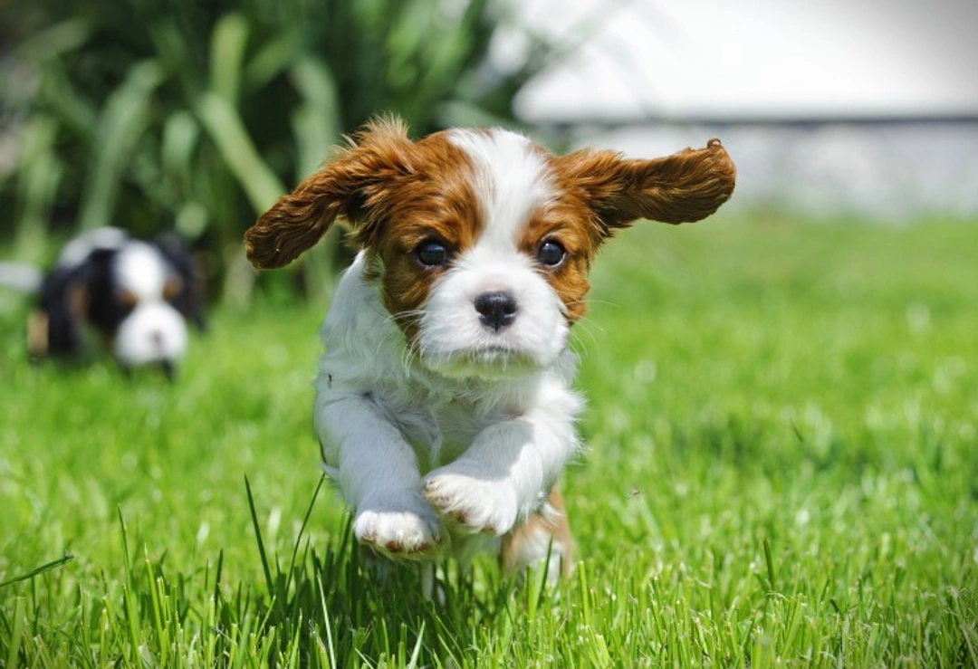 How to Manage Separation Anxiety in Cavalier King Charles Spaniels