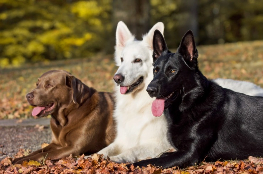 Why Dog Breed Affects Pet Insurance Costs: Key Factors Explained