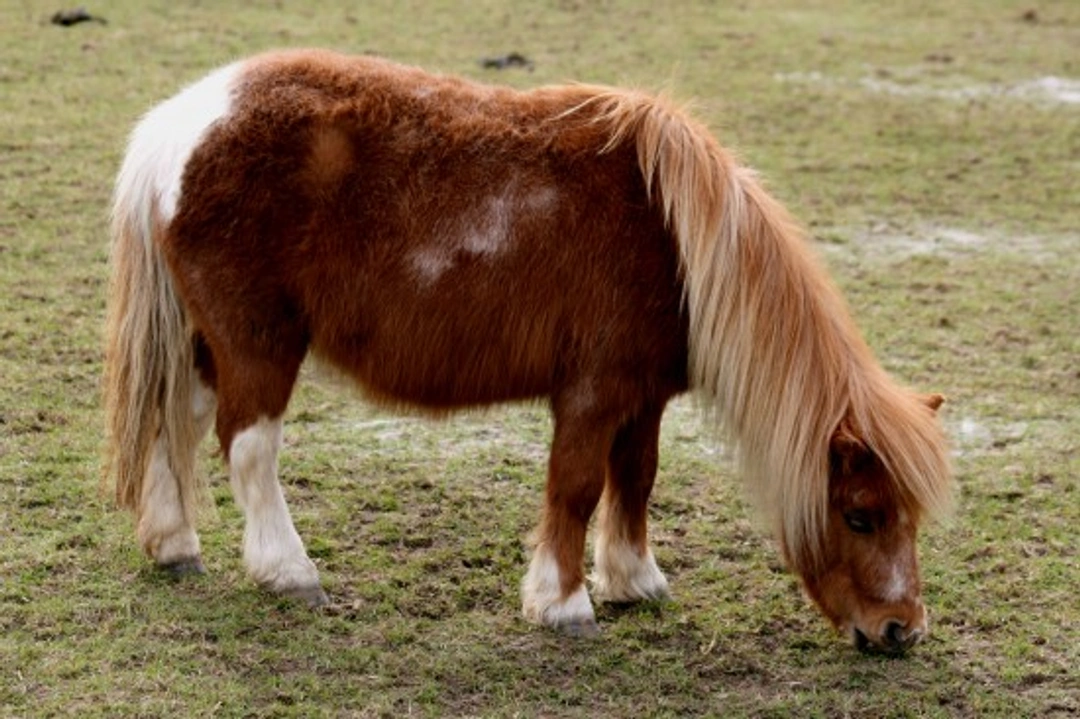 The History of Pit Ponies: Britain's Mining Equine Workers