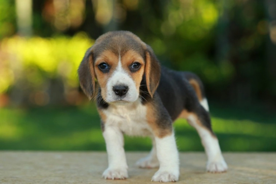 Top 5 Dog Breeds Hardest to House Train in 2025