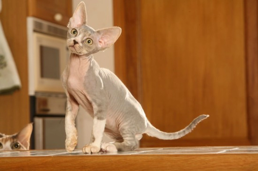 Thinking of Owning a Devon Rex Cat? Complete Guide 2025