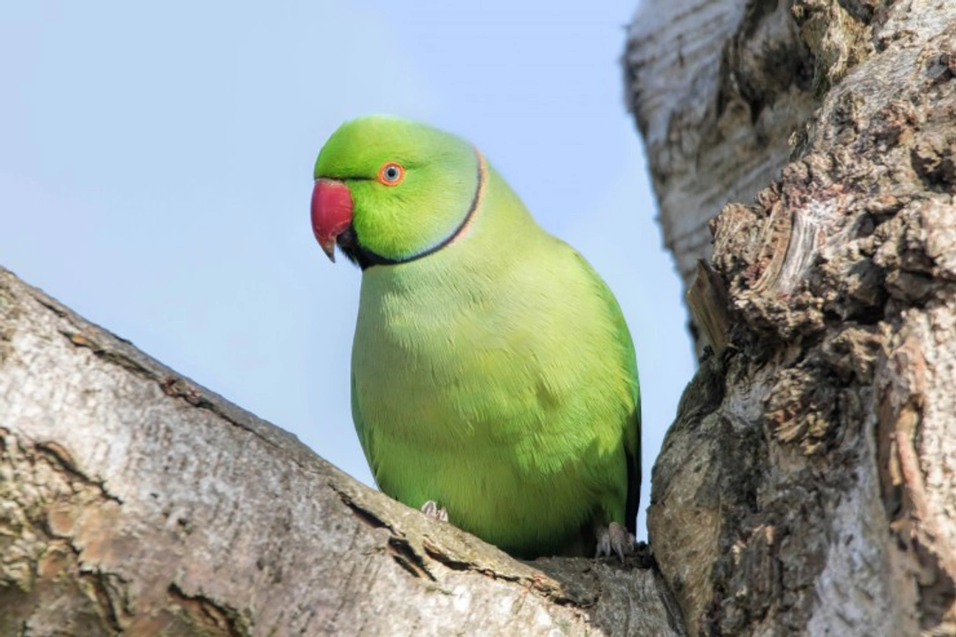 Exotic Feral Parrots in London: Wild Rose-Ringed Parakeets