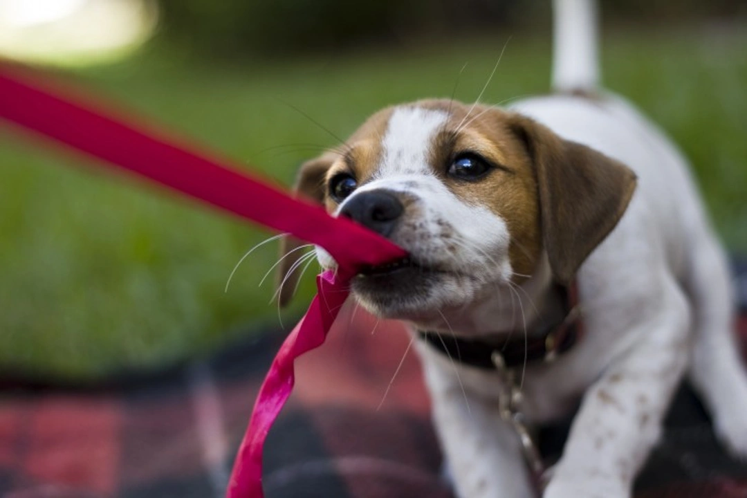 Training Your Jack Russell Puppy: A Complete Guide