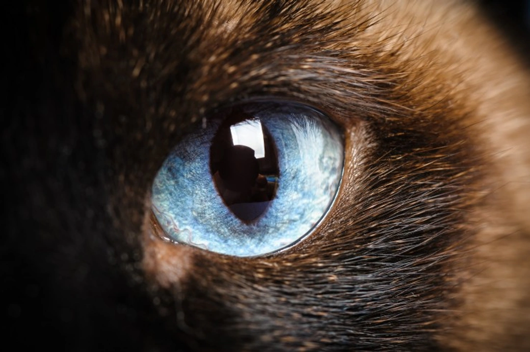 Eye Anomalies & Hereditary Vision Problems in Siamese Cats