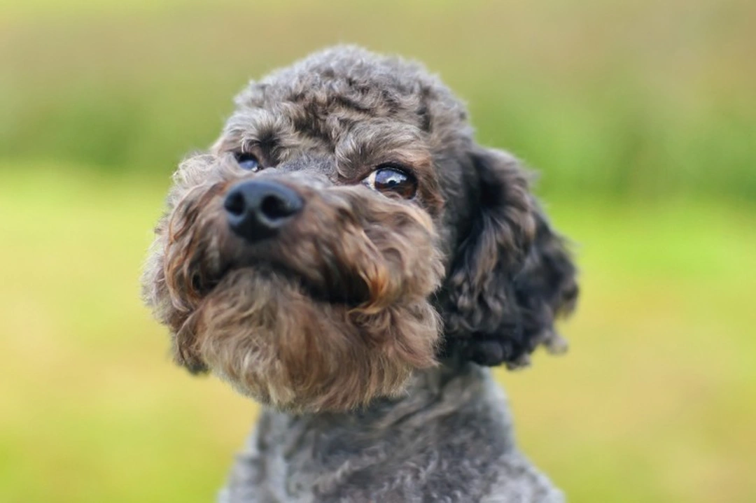 10 Things to Know Before Buying a Miniature Poodle