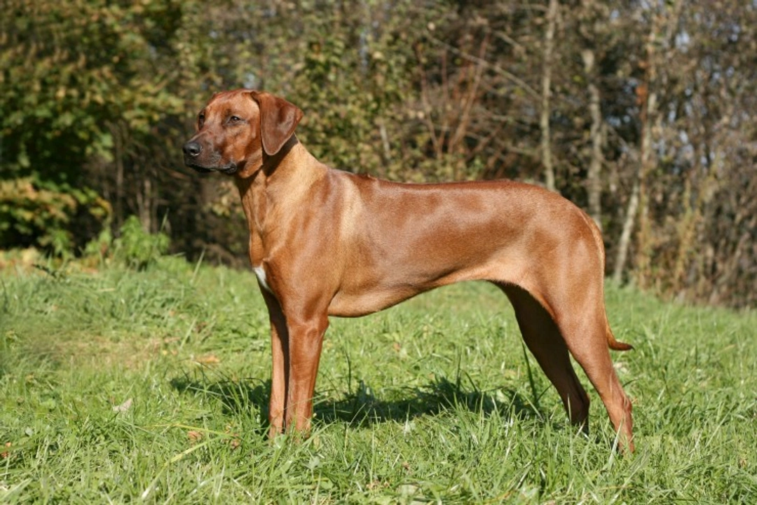 Juvenile Myoclonic Epilepsy in Rhodesian Ridgebacks Explained
