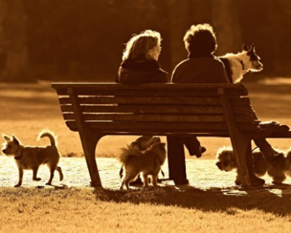 Coronavirus e animali domestici: non c'è rischio di contagio