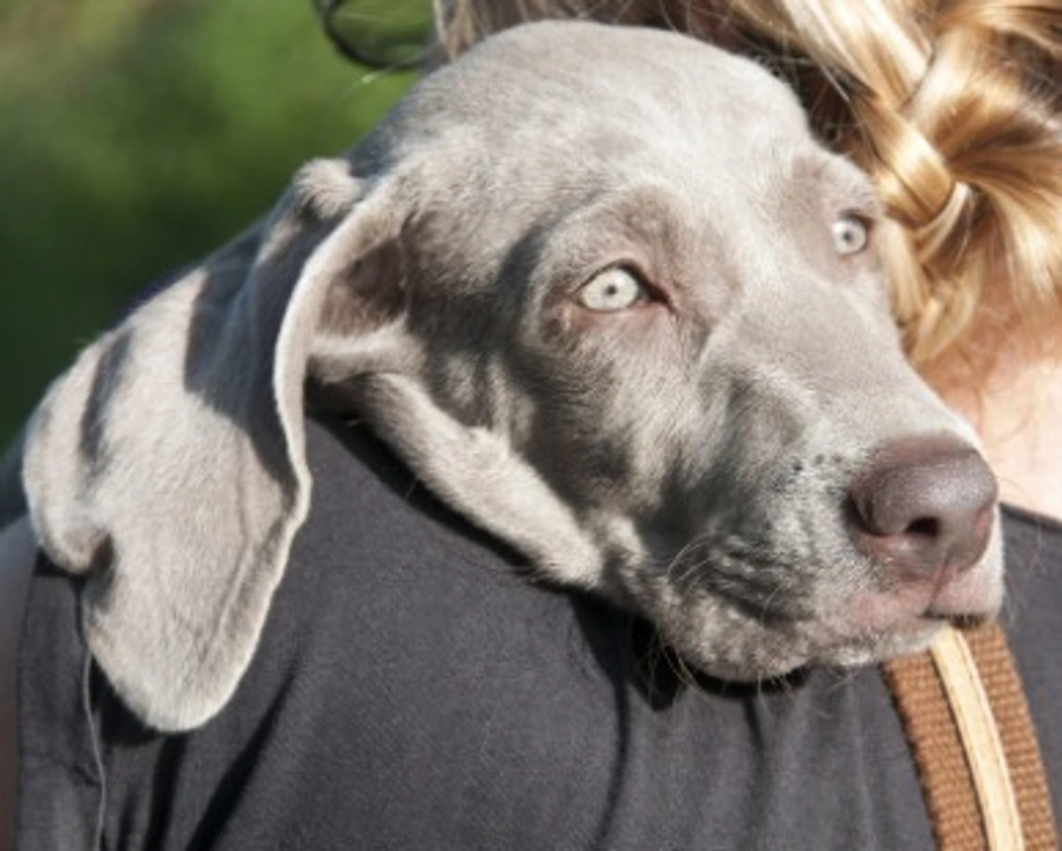 Allevatori esteri: come sceglierli