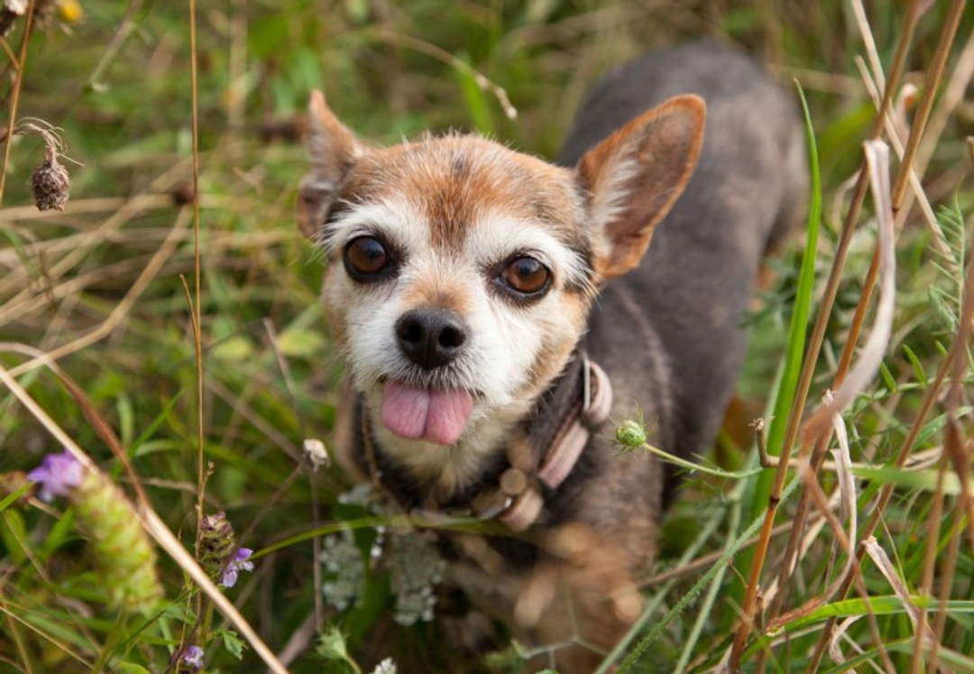 Dog Tongue Sticking Out? Understanding Hanging Tongue Syndrome