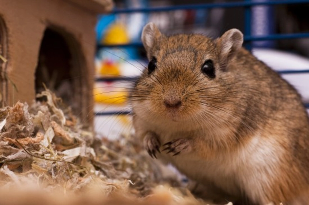 What to Do If Your Pet Gerbils Start Fighting