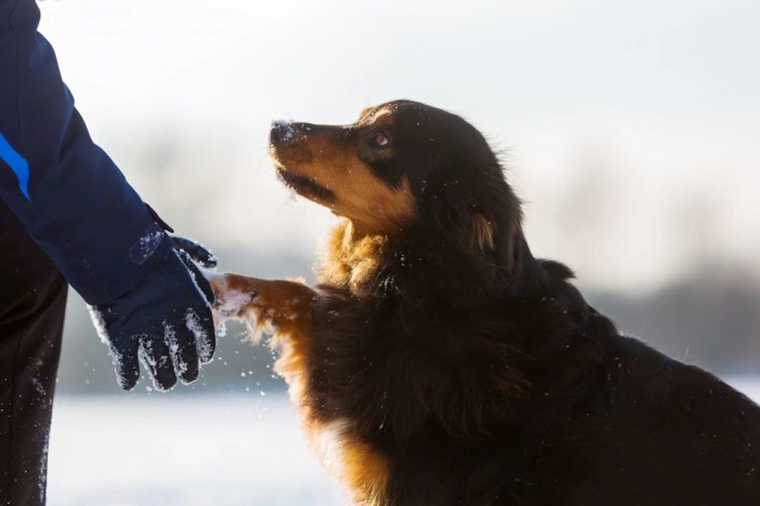 Winter Paw Care for Dogs: Essential Tips to Protect Paws