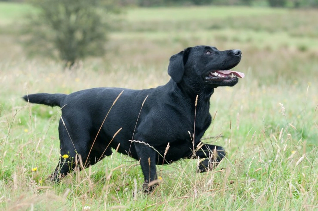 Show Lab vs Working Labrador: Key Differences Explained