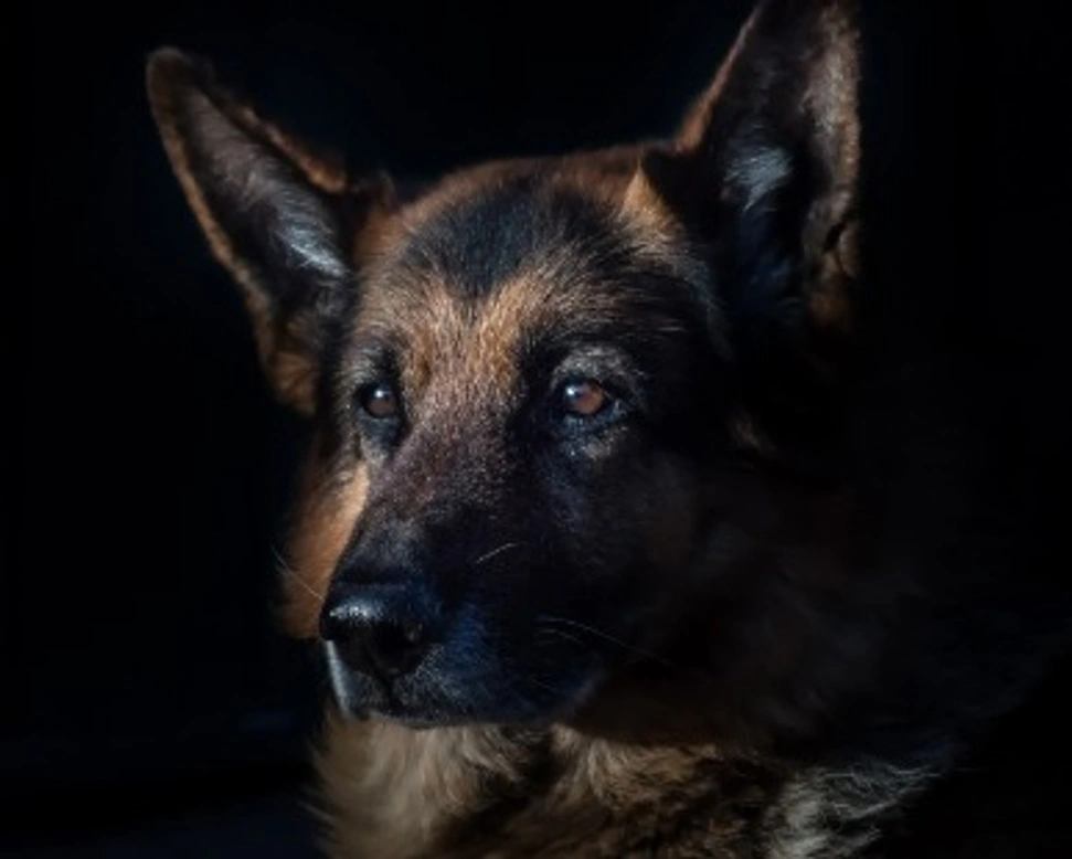 Cerchi un cucciolo di pastore tedesco? 4 cose da sapere prima.