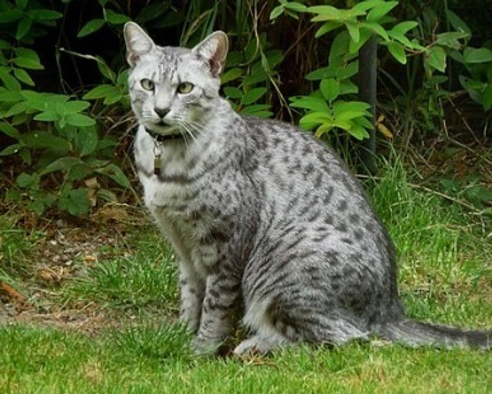 Gatti Egiziani: il fascino misterioso degli Egyptian Mau