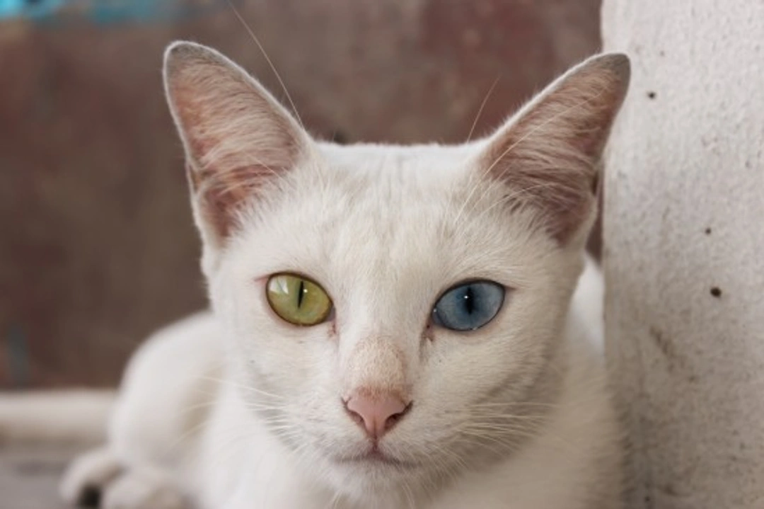 Unusual and Rare Cat Breeds You Should Know