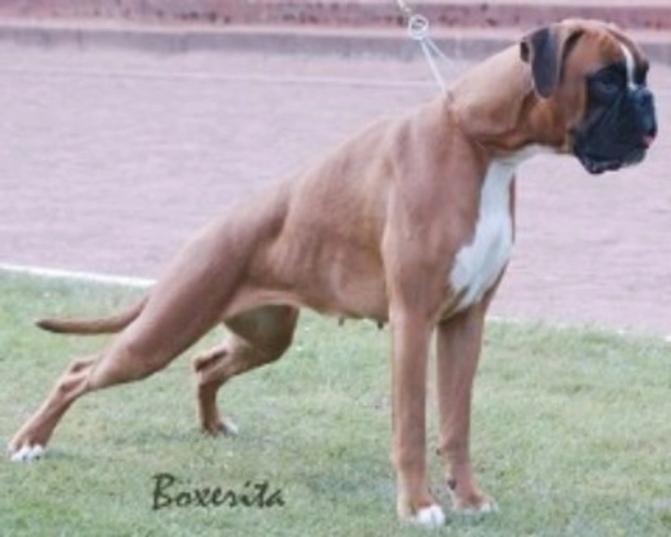 Boxer: origini, morfologia, carattere e caratteristiche.