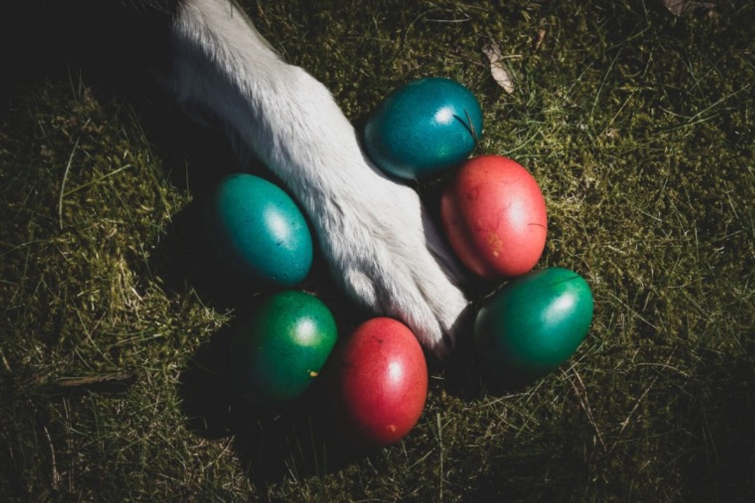 Can my dog have Easter eggs?