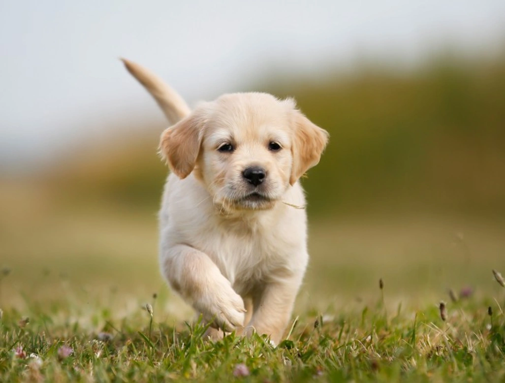 Basic Health Tips for New Dog Owners: A Complete Guide