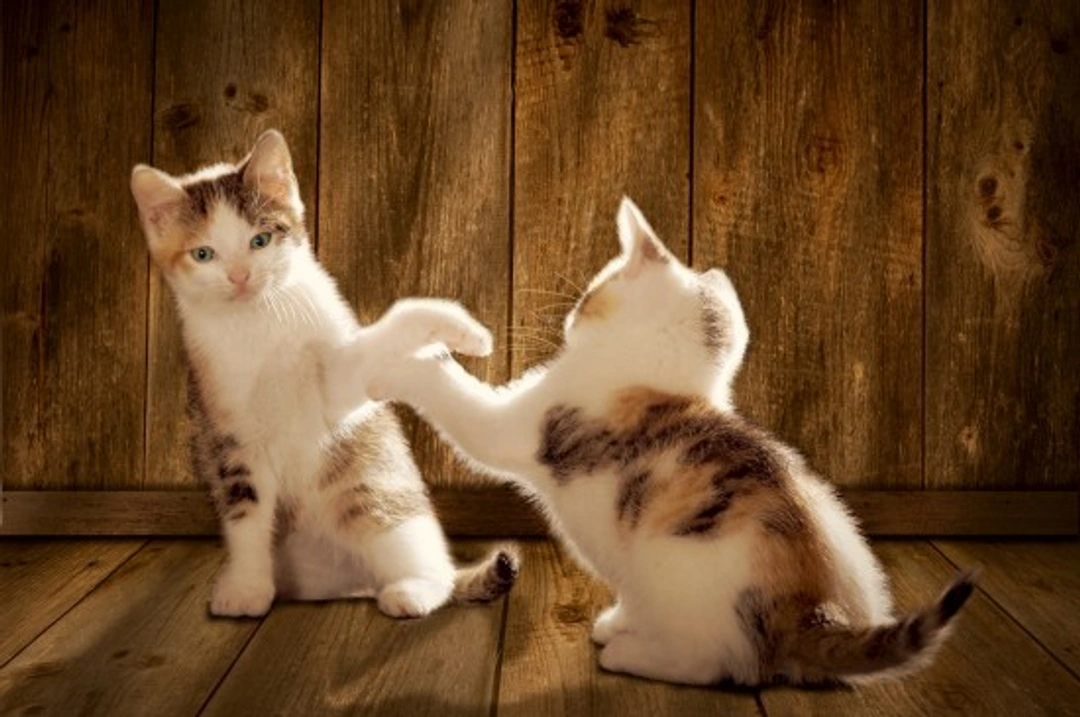 Are My Cats Fighting or Playing? How to Tell the Difference
