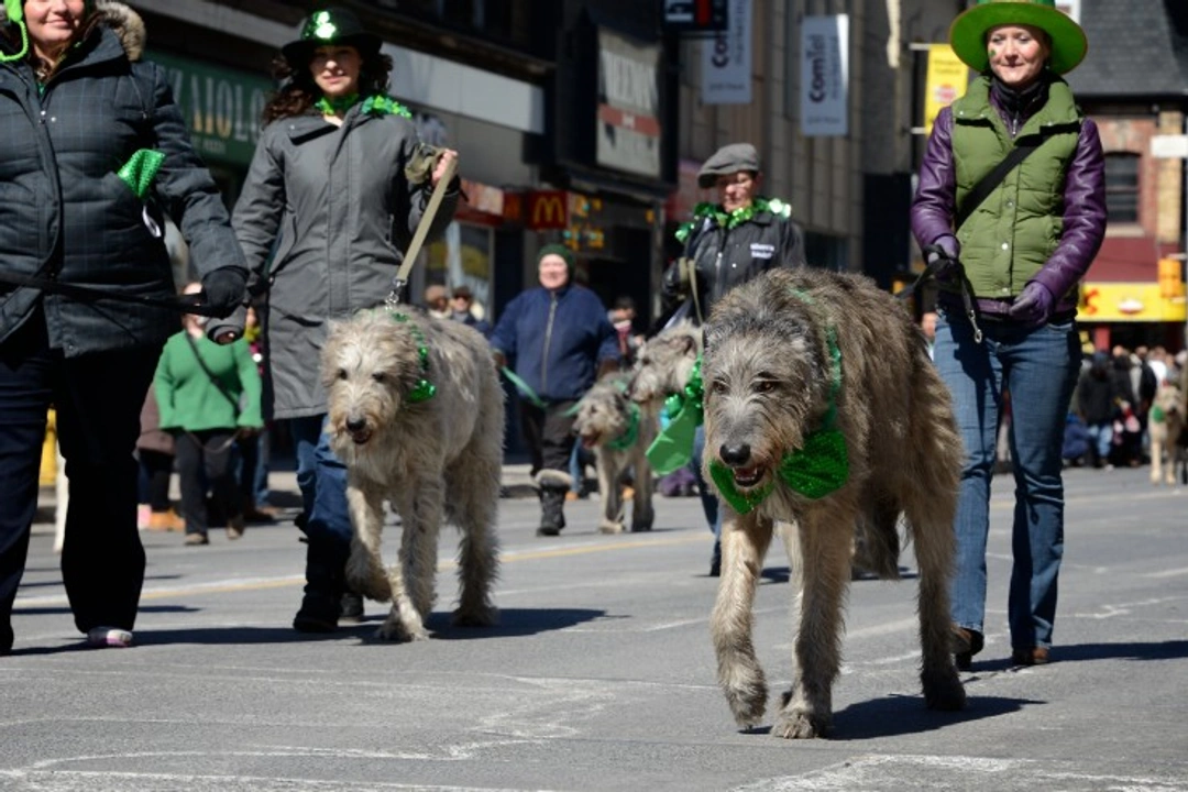 Keeping Your Dog Safe on St. Patrick’s Day: Top Tips