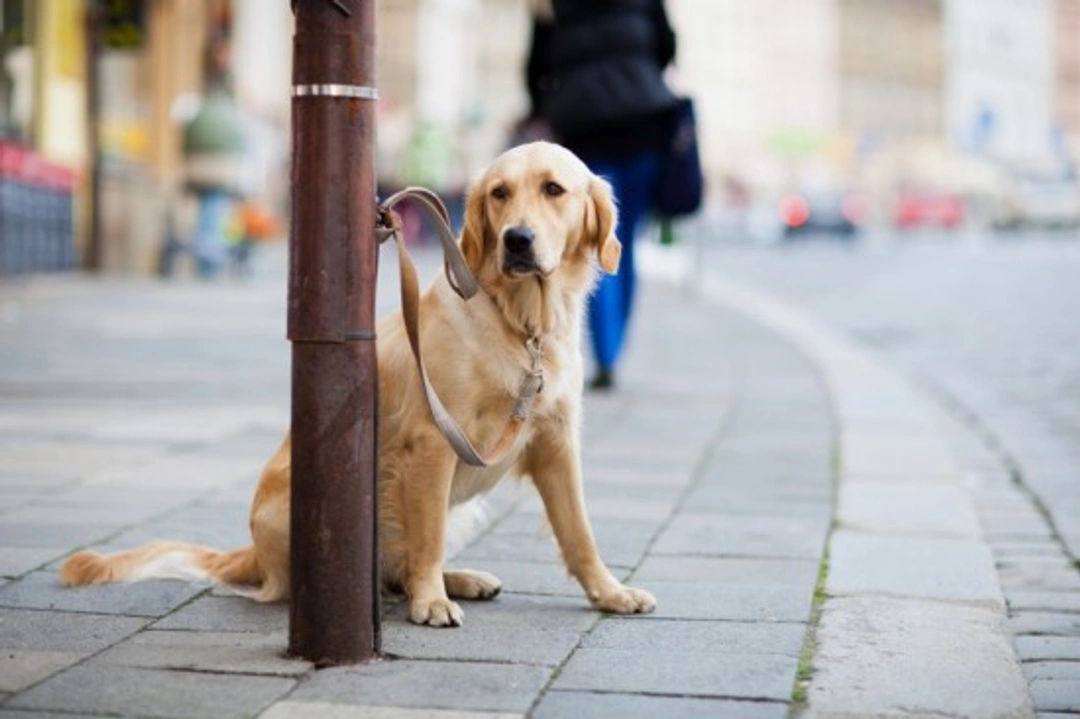 Dog Theft Prevention: Stay One Step Ahead in 2025