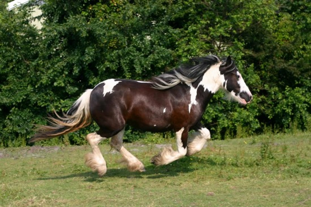 What is a Gypsy Vanner? Complete Breed Guide UK