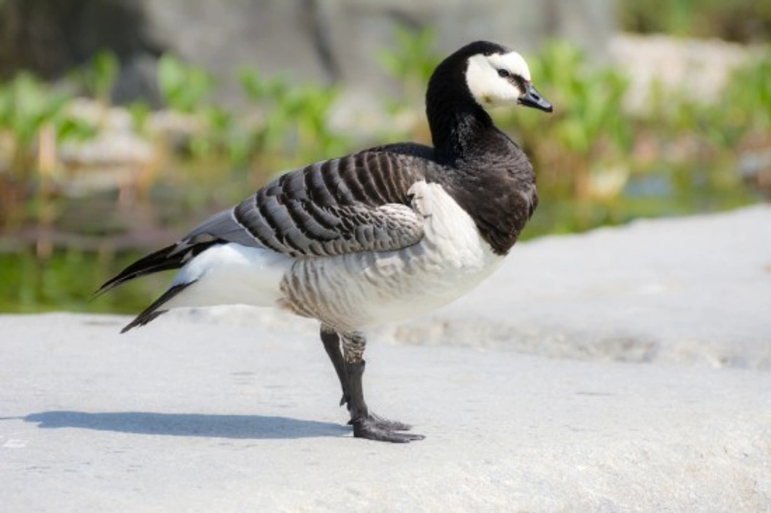 British Birds: A Complete Guide to Geese Species