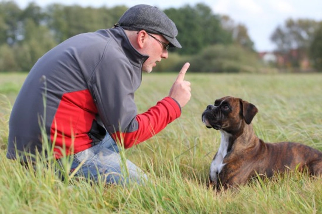 Why training the owner matters as much as training the dog