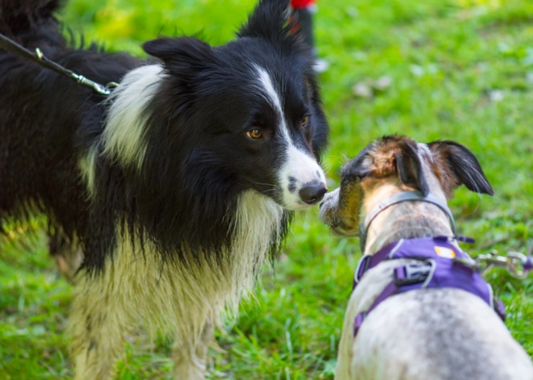 Six key hazards your dog may face when socialising safely