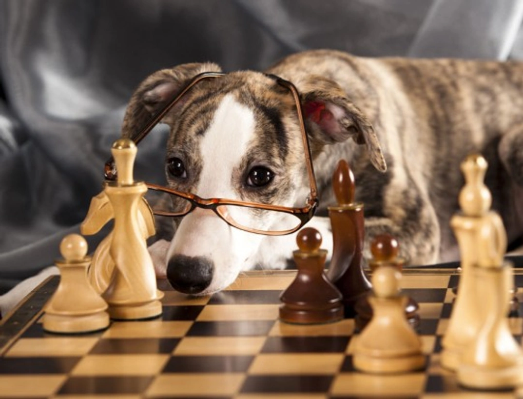 How Intelligent Is Your Dog? Top Breeds & Fun Tests